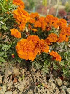 鲜艳橙色万寿菊绽放