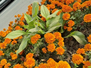 鲜艳橙色花朵绽放