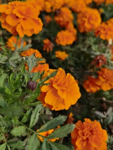 鲜艳橙色万寿菊绽放