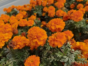 鲜艳橙色万寿菊绽放