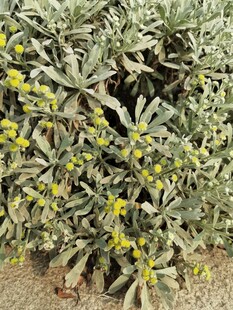 绿叶间的黄色小花绽放