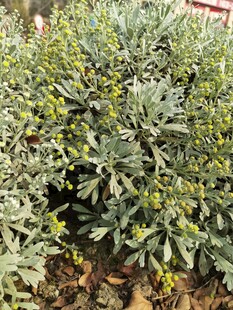 绿叶黄花的植物景观