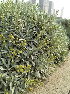 路边繁茂的绿植与小黄花