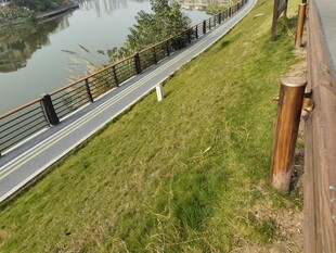 河畔木质步道旁的绿意风景