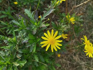 野外绽放的黄色小花