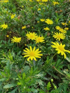 金黄雏菊绽放于绿野间