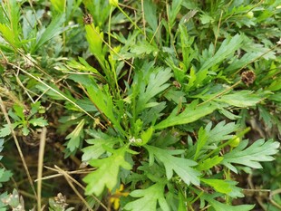 嫩绿艾草植株特写