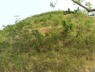 绿意盎然的小山坡