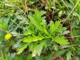 绿叶间的黄色小花