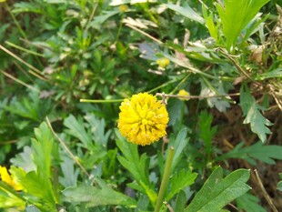 黄色小花绽放于绿叶间