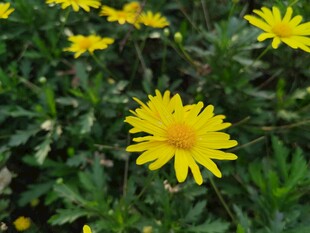 黄色小雏菊绽放绿意间