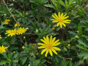 黄色小花绽放于绿叶间