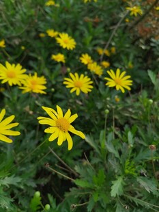 黄色小花绽放于绿叶间