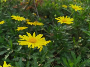 黄色小花绽放于草丛中