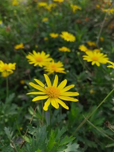 田野间绽放的黄色小花