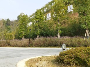 城郊道路旁绿意盎然景致