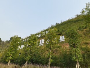 山坡绿树成荫的自然景致