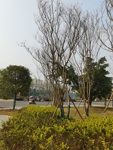 冬日城郊的树木与灌木景观