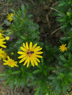 黄色小花绽放绿意间