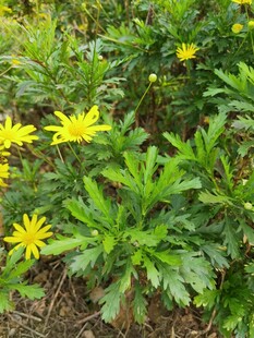 绿叶丛中绽放的黄色小花