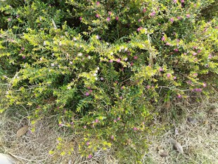 绿叶繁茂的低矮灌木丛