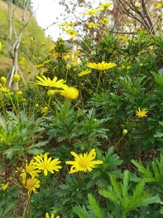 山坡上绽放的黄色小花