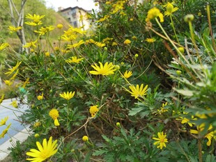 路边绽放的黄色小野花