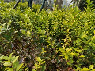 翠绿灌木丛景观