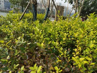 绿意盎然的灌木丛景观