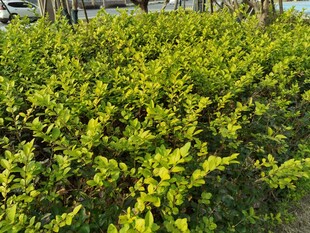 翠绿繁茂的户外灌木丛