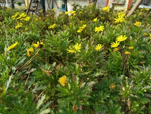 盛开的黄色小花景观