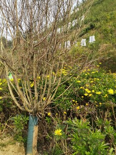 冬日枯树与周边繁茂花草