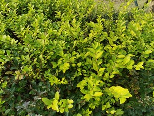 翠绿繁茂的灌木丛