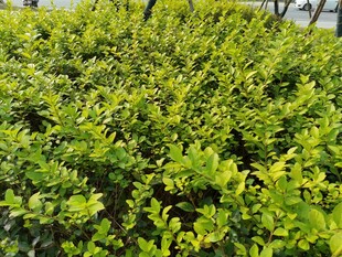 翠绿茂密的灌木丛景观