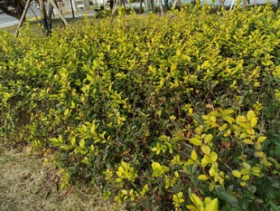 金黄灌木丛景观