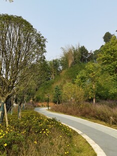 蜿蜒林间小路自然景致