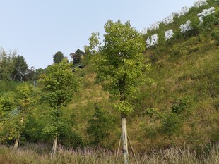 山坡绿树成荫的自然景致