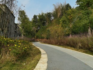 蜿蜒小路旁的自然景致