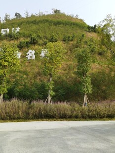 山坡绿植与路旁树木景观