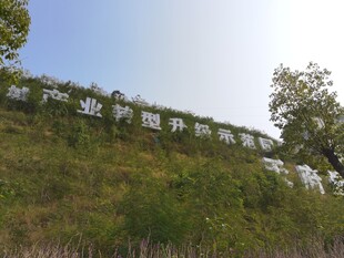 山坡上的绿植与架空结构