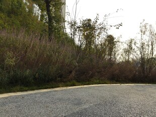 蜿蜒公路旁的繁茂植被