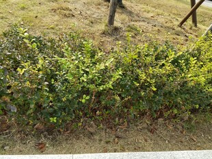 路边的绿色灌木丛景观