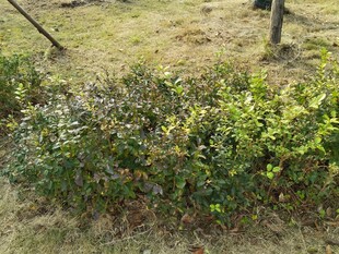 户外丛生的绿色灌木丛