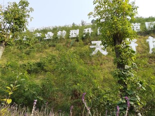 山坡绿植间的白色大字