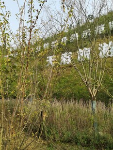 天福服务区绿植景观