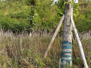 树木支撑保护场景