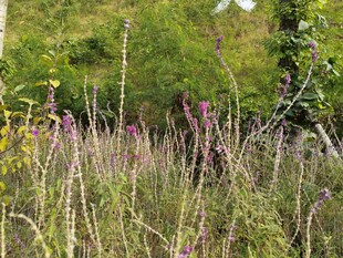 野外繁茂的草丛与绿植