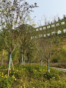 春日山坡绿植花卉景致