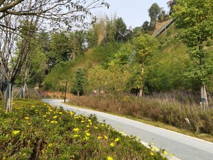 春日林间蜿蜒的清新小路