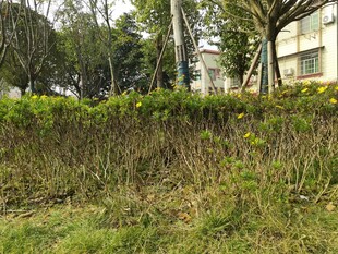 户外草丛绿植景观